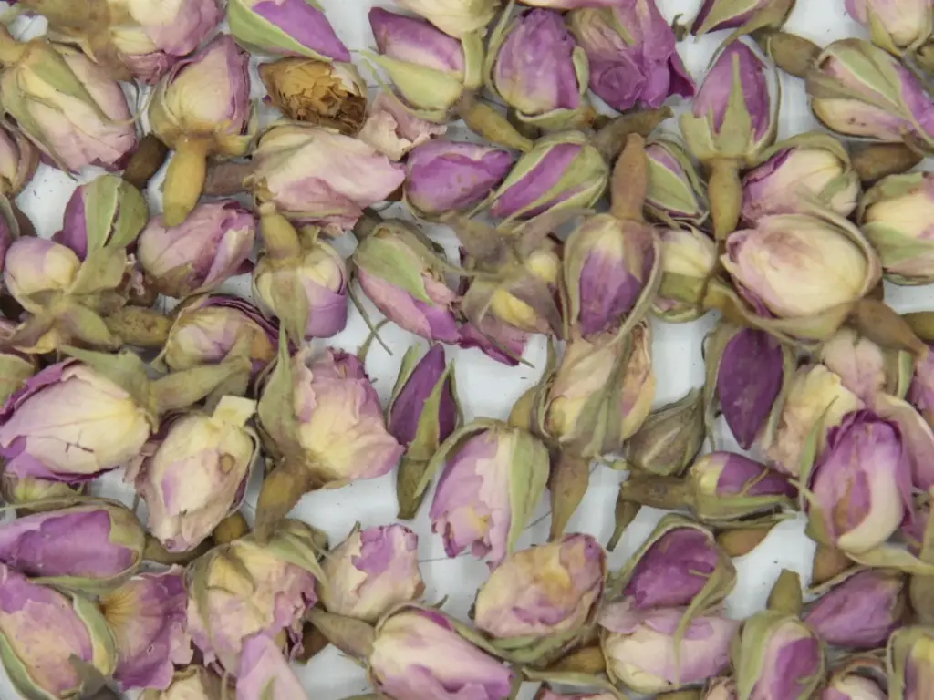 Rose buds